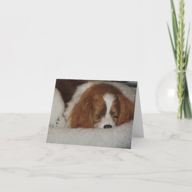 Carte de note blanche Cavalier King Charles Blenhe (Devant)