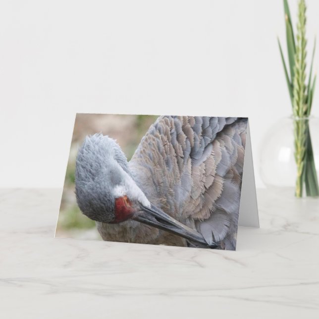 Carte de note blanche de grue de Sandhill (Devant)