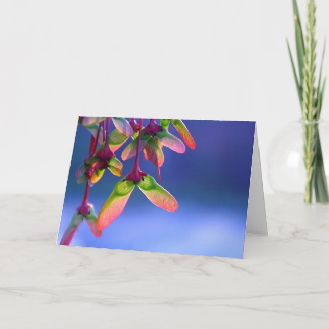 Carte de note blanche pour hélicoptères Red Maple (Devant)