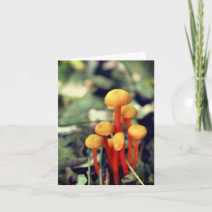 Carte de note blanche pour les champignons orange
