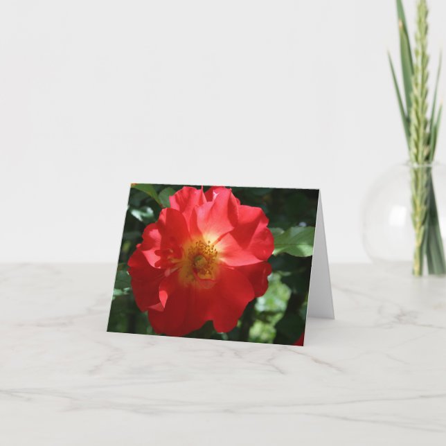 Carte de note blanche : Rose majestueux (Devant)