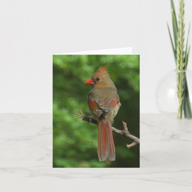 Carte de note cardinale du nord d'oiseau (Devant)
