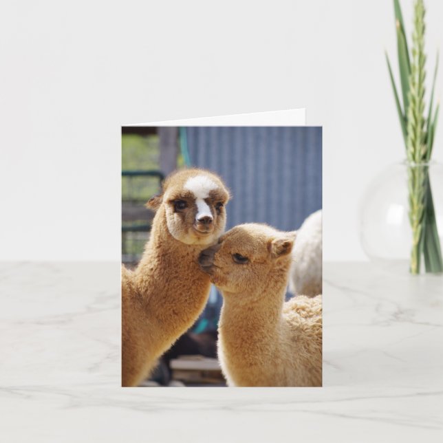 Carte de note Cute Alpacas (Devant)