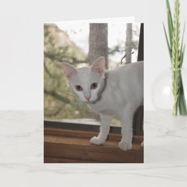 Carte de note Cute Kitten (Devant)