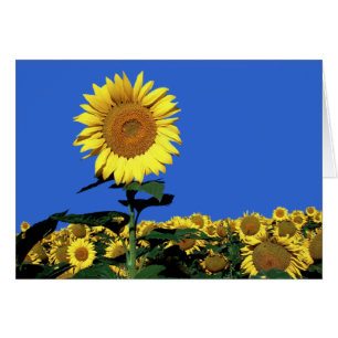 Carte de note de bienvenue florale de tournesol