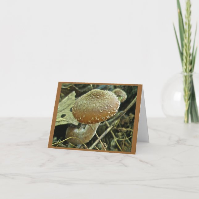 Carte de note de champignon Shaggy Casquette (Devant)