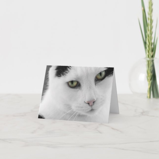 Carte de note de chat blanc (Devant)