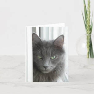 Carte de note de chat gris