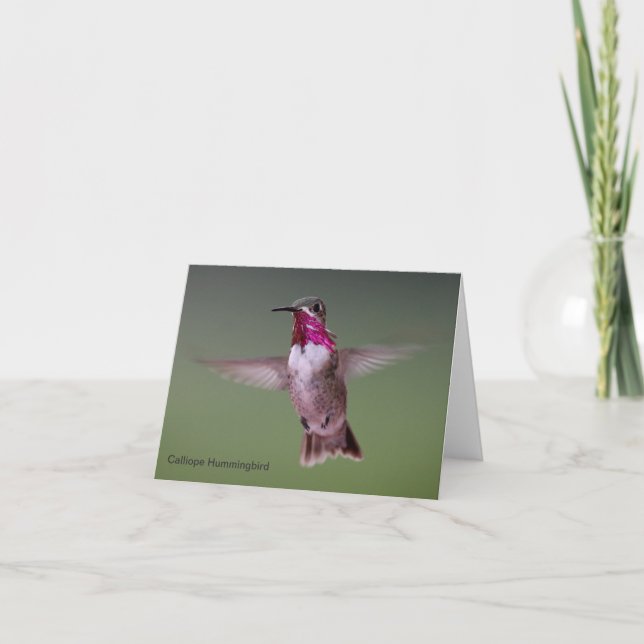 Carte de note de colibri de Calliope (Devant)
