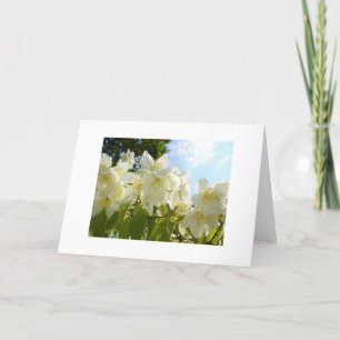 Carte de note de fleurs Jasmine