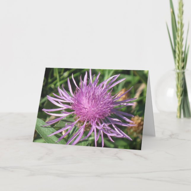 Carte de note de Knappweed (Devant)