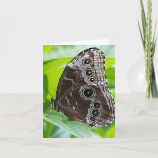 Carte de note de papillon