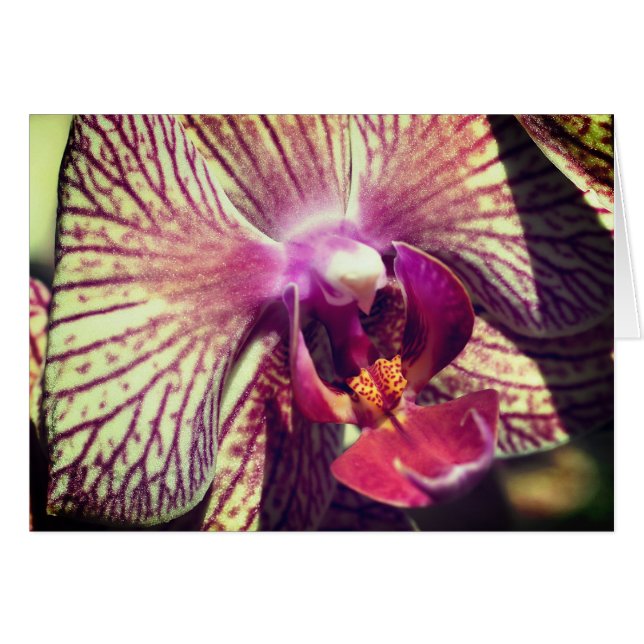 Carte de note de photographie de fleur d'orchidée  (Devant Horizontal)