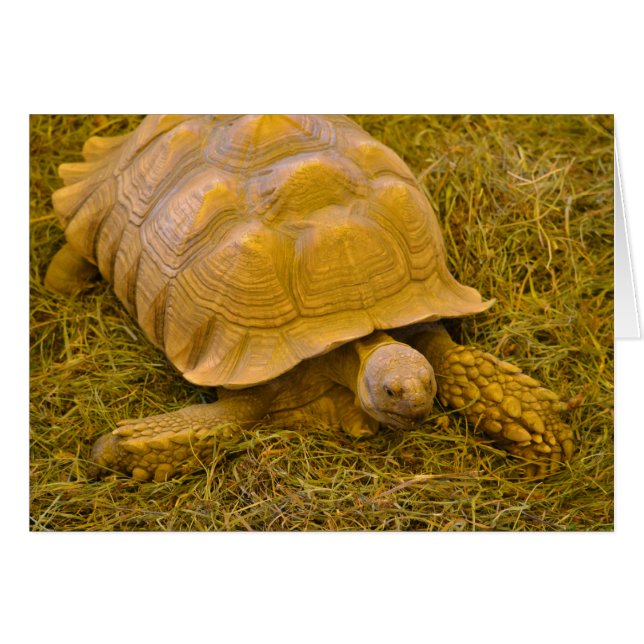Carte de note de tortue (Devant horizontal)