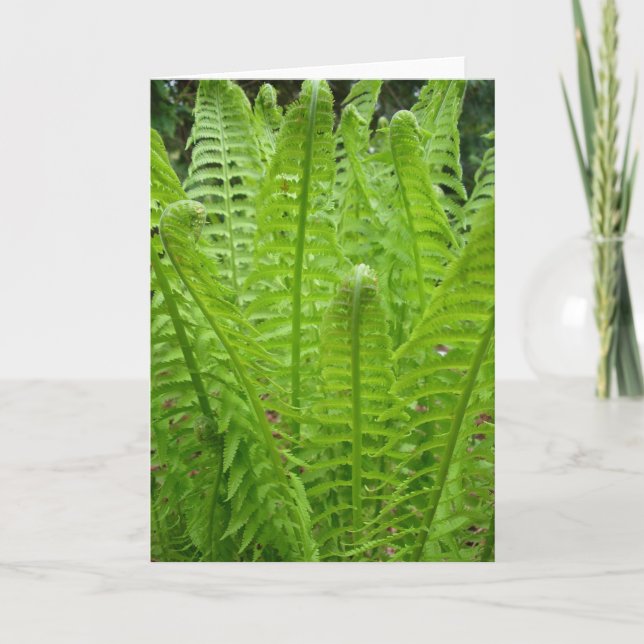 Carte de note Fern Shots (Devant)