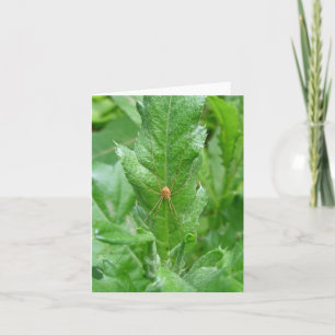 Carte de note Harvman Daddy Longlegs