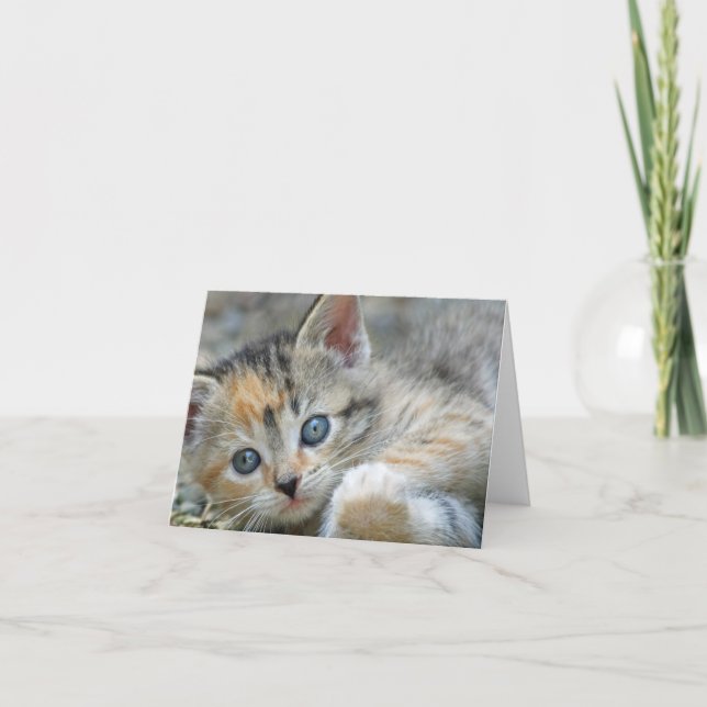 Carte de note Kitten (Devant)