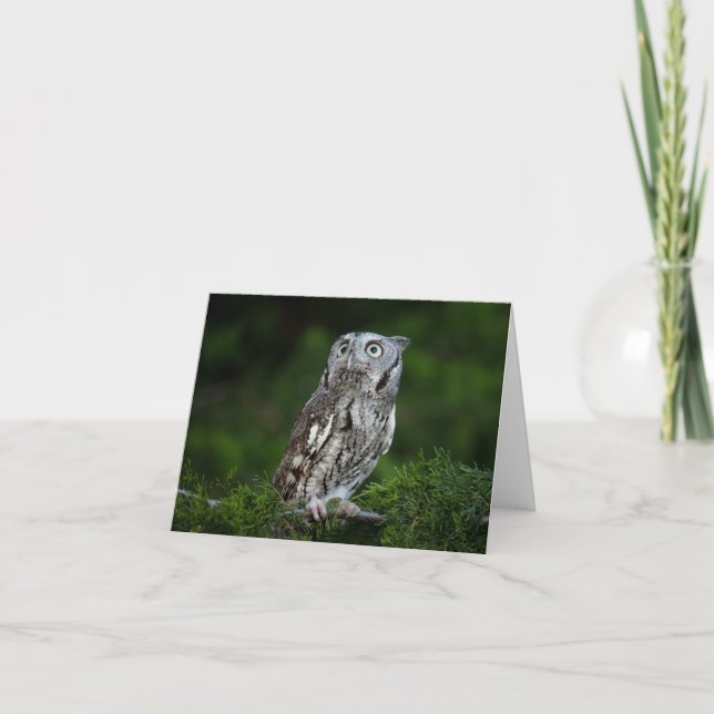 Carte de note Little Screech Owl (Devant)