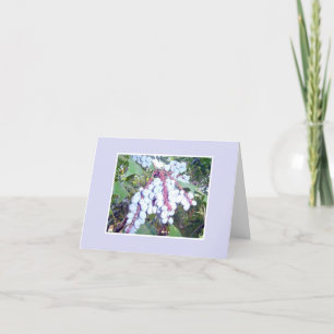 Carte de note myrtille