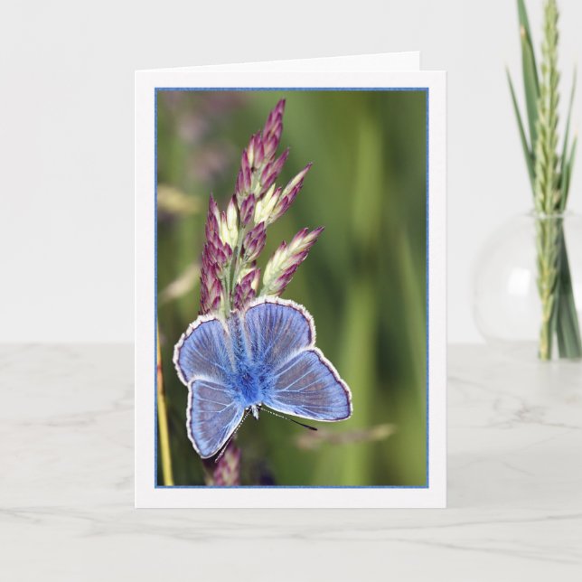 Carte de note - Papillon bleu commun masculin - Po (Devant)