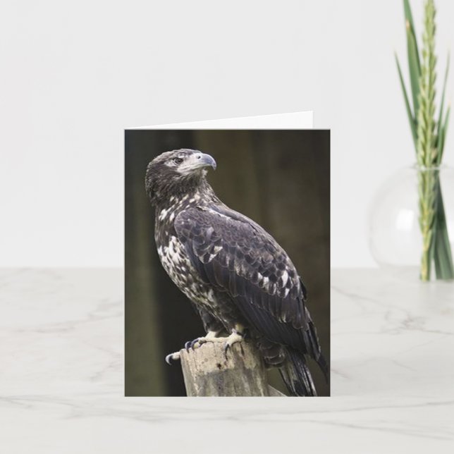 Carte de note pliée avec photo d'aigle à tête blan (Devant)