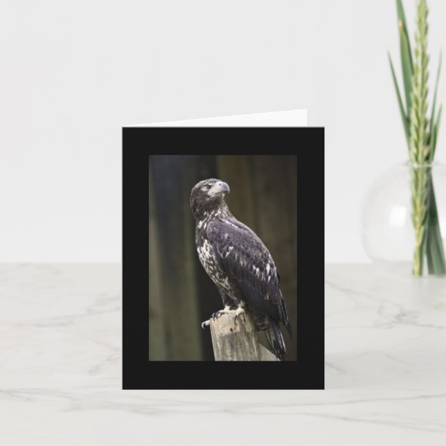 Carte de note pliée avec photo d'aigle à tête blan (Devant)
