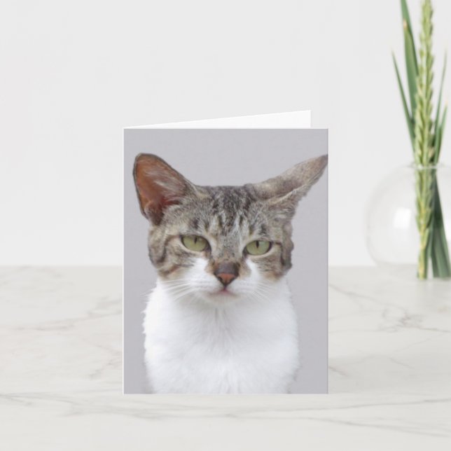 Carte de note pliée avec photo de chat gris (Devant)
