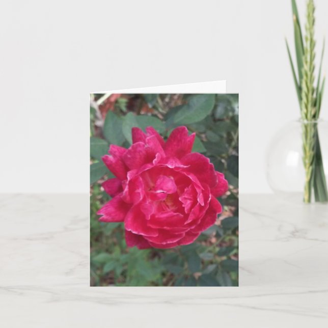 Carte de note pliée de photo Rose rouge (Devant)