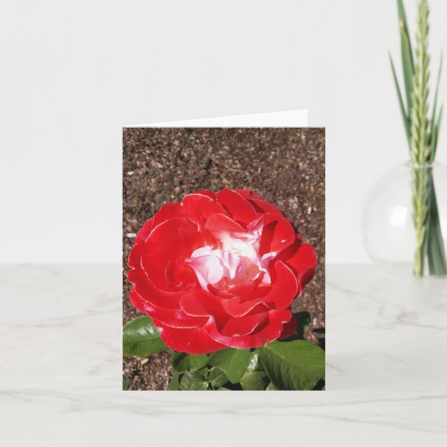 Carte de note pliée en rouge Rose (Devant)