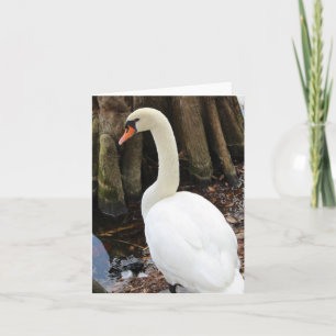 Carte de note pliée photo du cygne muet