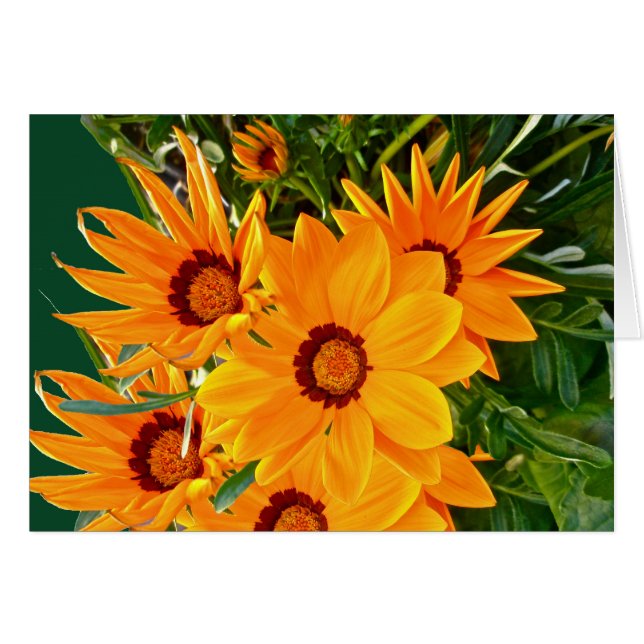 Carte de note pour les marguerites africaines (Devant Horizontal)