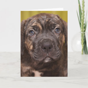 Carte de note pour marionnette Cane Corso Mastiff