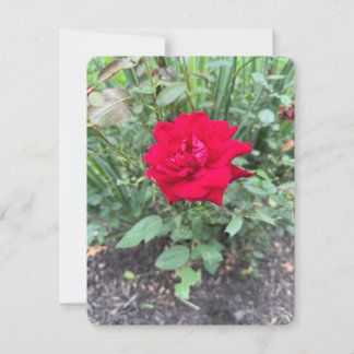 Carte de note rose