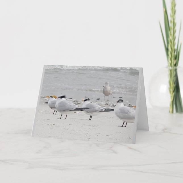 Carte de note Royal Terns (Devant)