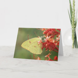 Carte de note sans nuages de papillon de soufre