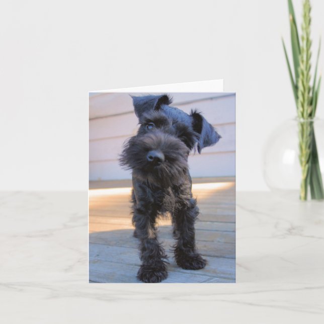 Carte de note Schnauzer miniature #1 - vide (Devant)