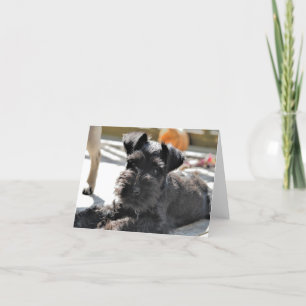 Carte de note Schnauzer miniature #4 - vide