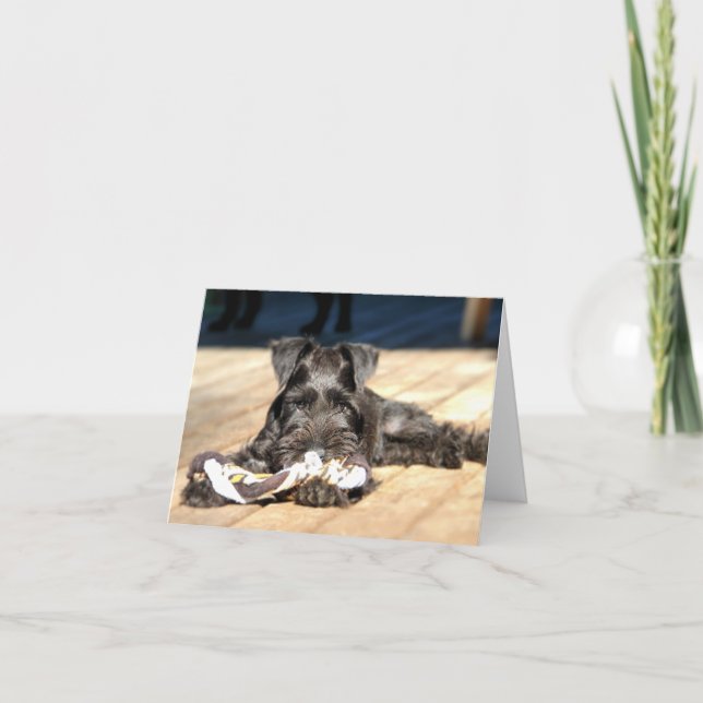Carte de note Schnauzer miniature #6 - vide (Devant)