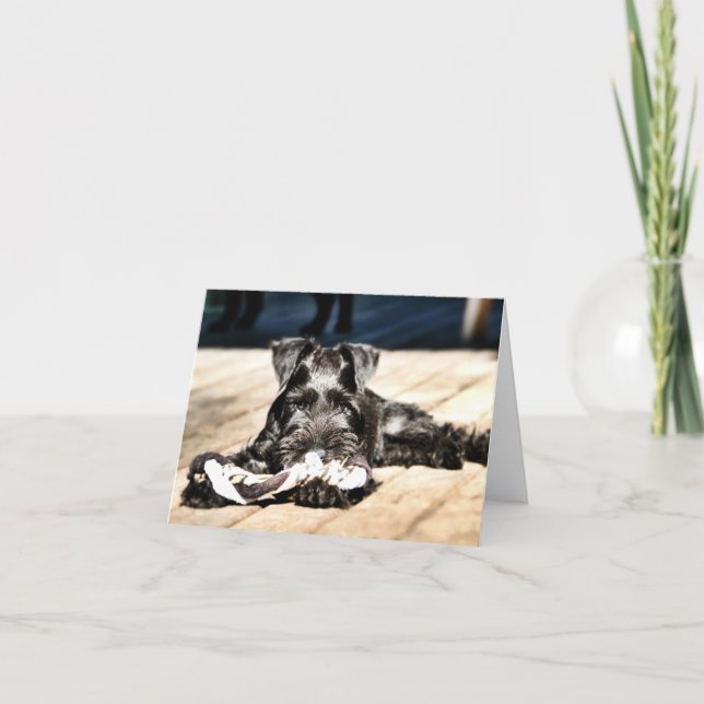 Carte de note Schnauzer Miniture #2 - vide (Devant)