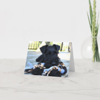 Carte de note Schnauzer Miniture n° 5 - vide