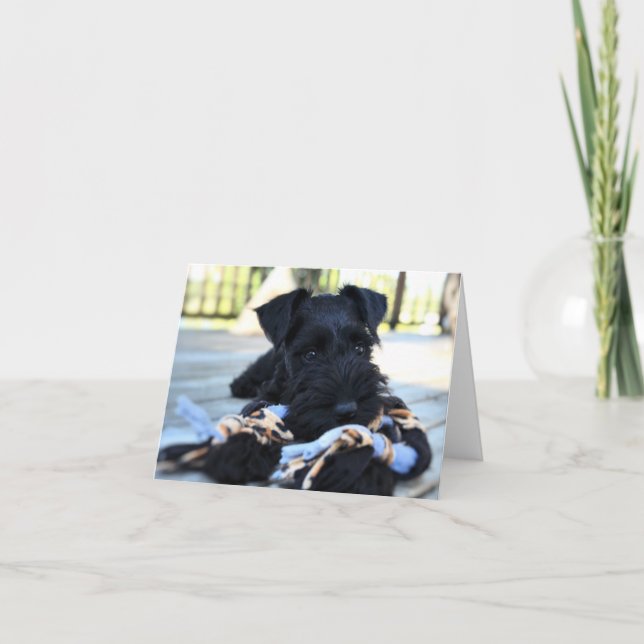 Carte de note Schnauzer Miniture n° 5 - vide (Devant)