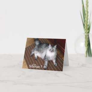 Carte de note sibérienne de blanc de chat