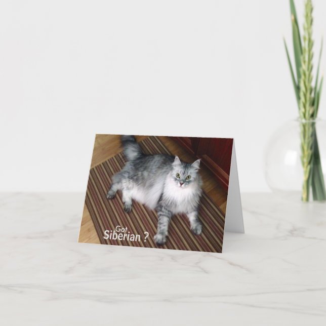 Carte de note sibérienne de blanc de chat (Devant)