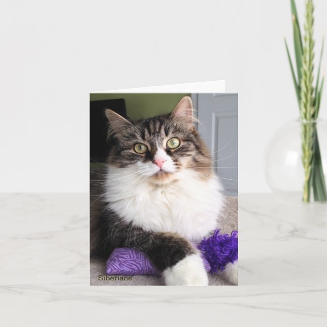 Carte de note sibérienne de chat (Devant)
