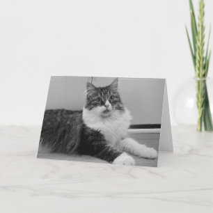 Carte de note sibérienne de chat
