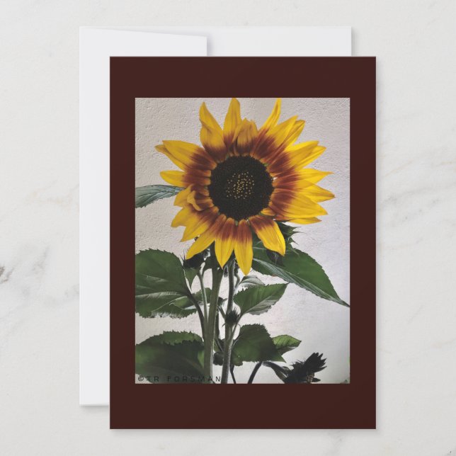 Carte de note simple Sunflowers pour manuscrit (Devant)