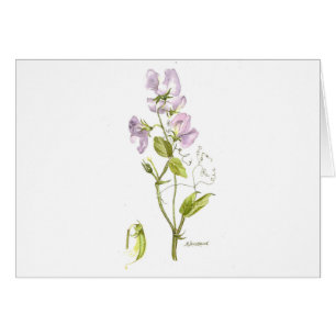 Carte de notes de pois doux violet