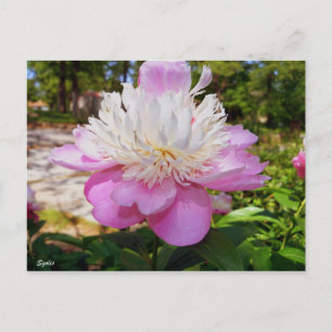 Carte de Pâques à la Pivoine Rose