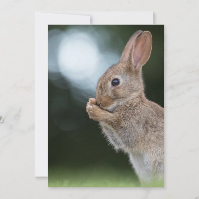 Carte de Pâques de lapin (Devant)