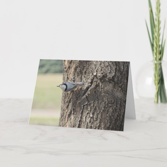 Carte de Pâques "Sittelle à poitrine blanche" (Devant)
